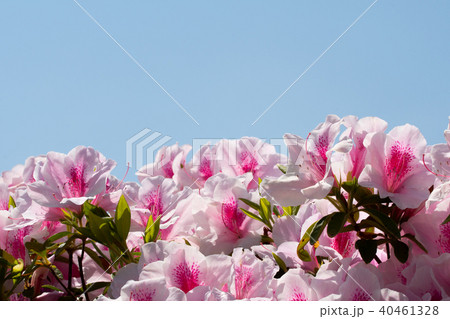 満開のつつじの花と青空のコピースペース 満開のつつじの花と青空のコピースペース 40461328