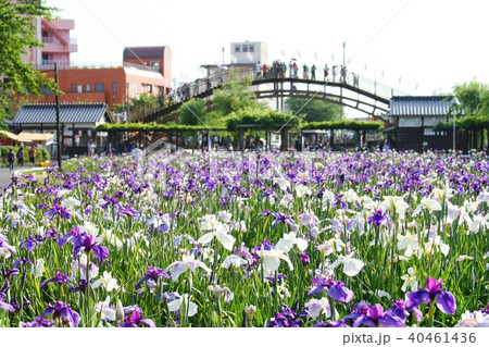 水郷潮来あやめまつり 40461436