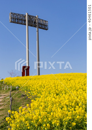 神戸総合運動公園の菜の花の写真素材