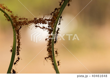 Ant action standing.Ant bridge unity team Ant action standing.Ant bridge unity team 40461648