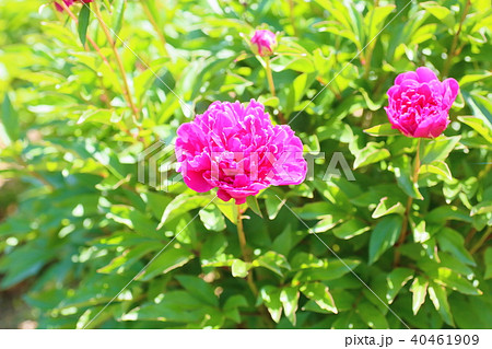 シャクヤクの花 40461909