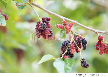 mulberry fruit on tree mulberry fruit on tree 40461920
