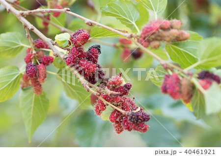 mulberry fruit on tree mulberry fruit on tree 40461921