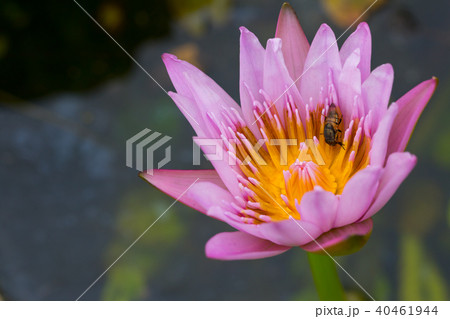 water lily flower (lotus) , The lotus water lily flower (lotus) , The lotus 40461944