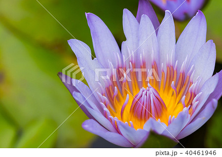 water lily flower (lotus) , The lotus 40461946