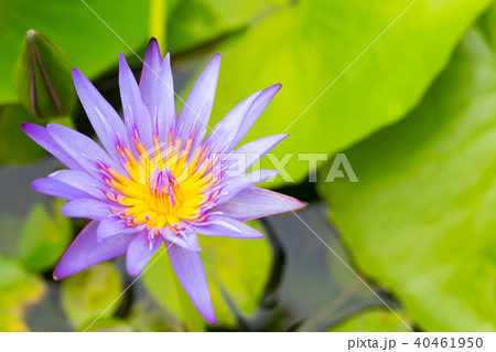 water lily flower (lotus) , The lotus water lily flower (lotus) , The lotus 40461950