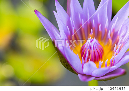 water lily flower (lotus) , The lotus water lily flower (lotus) , The lotus 40461955