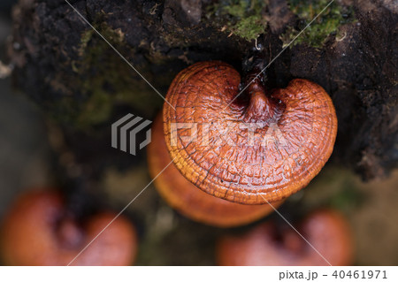 Lingzhi mushroom growing on trees,Herb plant  40461971