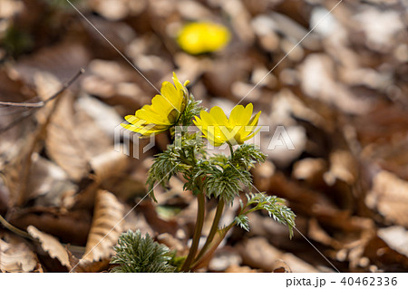 福寿草 春を告げる花 福寿草 春を告げる花 40462336