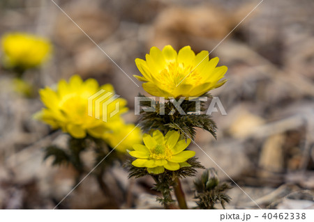 福寿草 春を告げる花 福寿草 春を告げる花 40462338