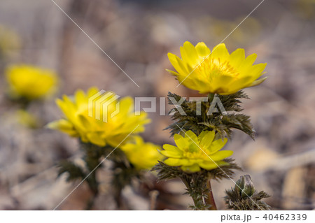 福寿草 春を告げる花 福寿草 春を告げる花 40462339