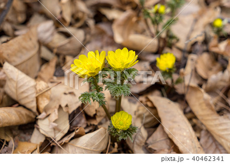 福寿草 春を告げる花 福寿草 春を告げる花 40462341