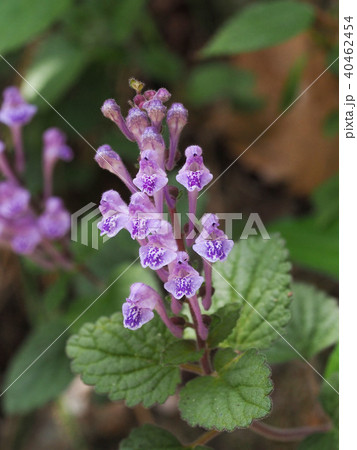 シソバタツナミソウの写真素材