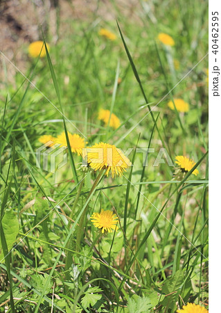 たんぽぽ 40462595