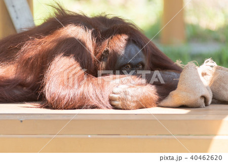 オランウータン（Orangutans） 40462620