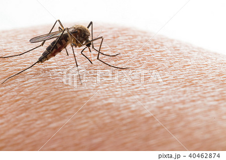 Aedes aegypti Mosquito. Close up a Mosquito Aedes aegypti Mosquito. Close up a Mosquito 40462874