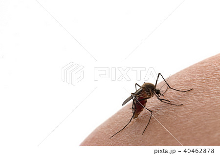Aedes aegypti Mosquito. Close up a Mosquito Aedes aegypti Mosquito. Close up a Mosquito 40462878