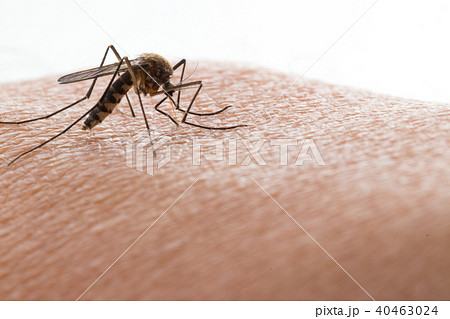 Aedes aegypti Mosquito. Close up a Mosquito 40463024