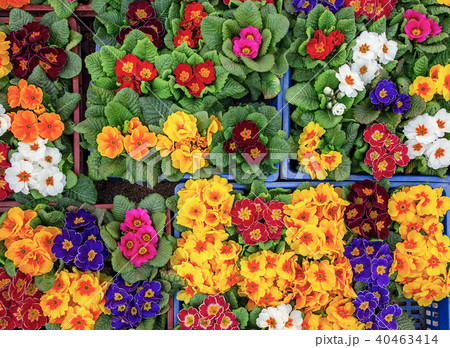 Multicolor primula background 40463414