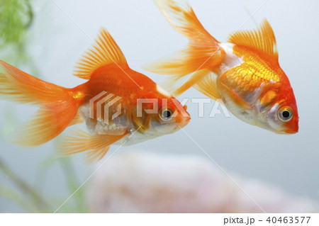 琉金 琉金 40463577