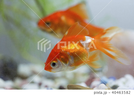 琉金 琉金 40463582