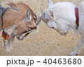 闘うヤギ 40463680
