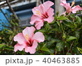 沖縄　花 40463885