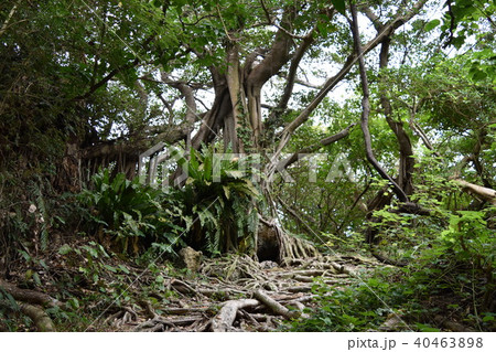 沖縄 大木 沖縄 大木 40463898