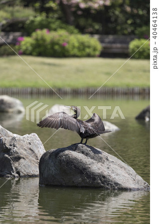 羽を乾かすカワウ 40464138