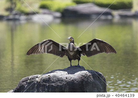 羽を乾かすカワウ 40464139
