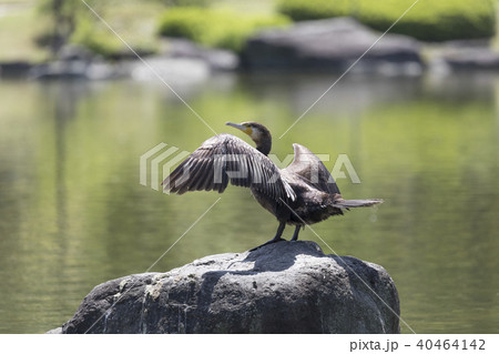 羽を乾かすカワウ 40464142