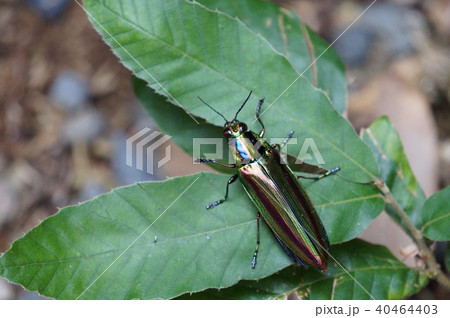 タマムシ 40464403