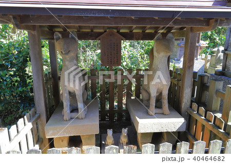 松江 小泉八雲が通った城山稲荷神社の石狐 松江 小泉八雲が通った城山稲荷神社の石狐 40464682