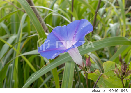 緑の草むらに咲く青紫のノアサガオ(沖縄県) 緑の草むらに咲く青紫のノアサガオ(沖縄県) 40464848