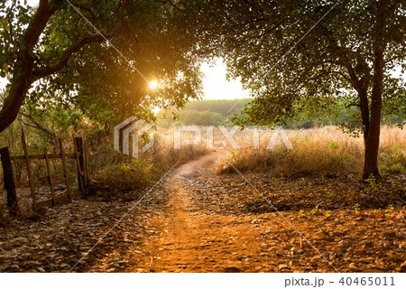 Sunset in the cashew nut tree forest, Cambodia   40465011