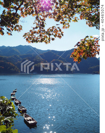 神奈川県 相模湖の紅葉の写真素材