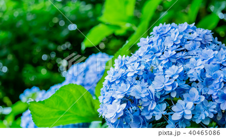 鎌倉　紫陽花 40465086