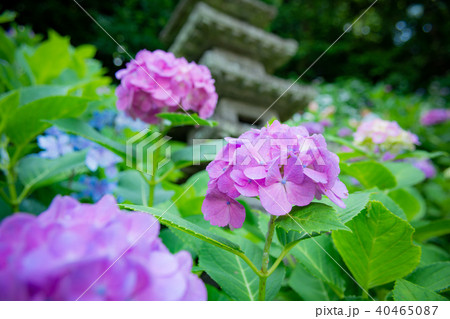 鎌倉　紫陽花 40465087