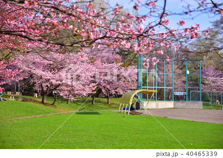 桜　サクラ　円山公園　北海道 40465339