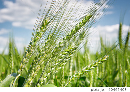 wheat field in spring, beautiful landscape wheat field in spring, beautiful landscape 40465403