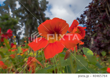 青空と雲と緑を背景に金蓮花(ナスタチウム)一輪をクローズアップ撮影(沖縄県) 青空と雲と緑を背景に金蓮花(ナスタチウム)一輪をクローズアップ撮影(沖縄県) 40465764