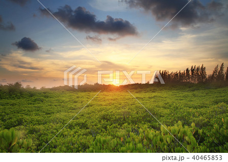green mangrove and sunset sky outdoor landscape  40465853