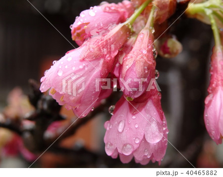 松陰神社　桜 40465882