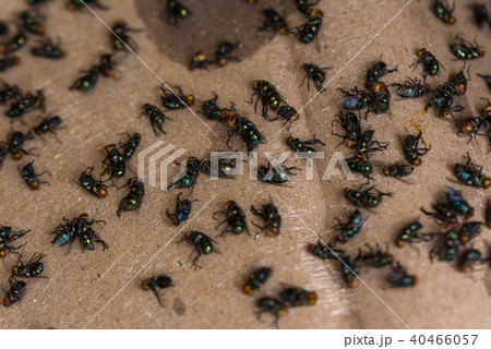 Fly dying stuck to the stick paper Fly dying stuck to the stick paper 40466057