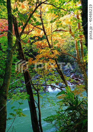 北海道　銀河の滝　紅葉 40466219