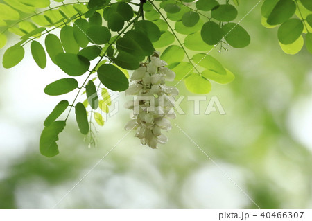 雨の日のハリエンジュの花（ニセアカシア） 40466307