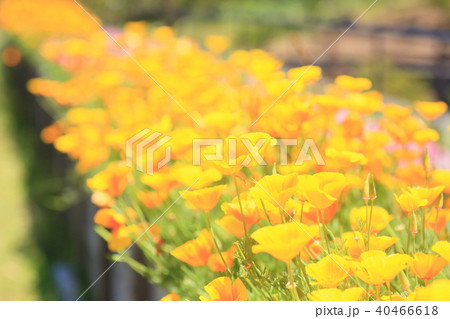 ハナビシソウの花 ハナビシソウの花 40466618