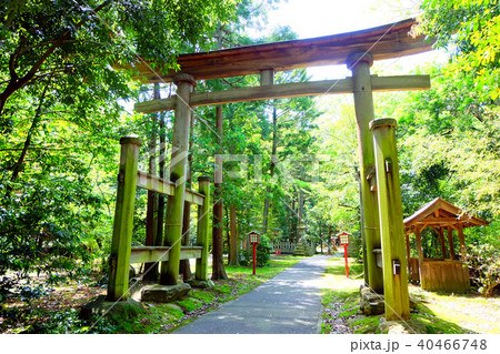 鎮守の森 鳥居 鎮守の森 鳥居 40466748