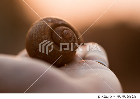Man  holding in hand old snail shell 40466818