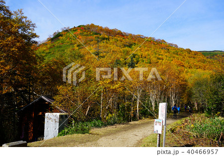 北海道　銀泉台　紅葉 40466957